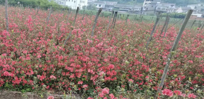 农发行黔西市支行：以“金融之手”助推花卉苗木产业发展