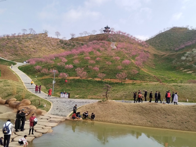 贵州最大梅花观赏园与你“梅”好相约，1月20日开园了！