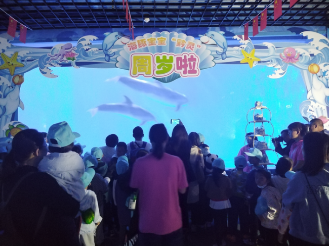 海豚宝宝“黔灵”将要迎来一周岁生日啦！