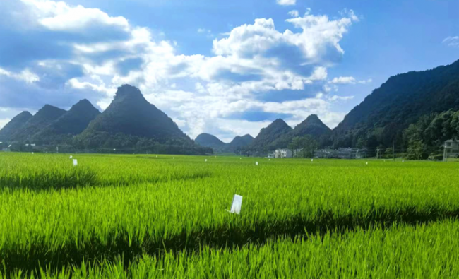 农发行安龙县支行累计投放4.06亿元贷款支持耕地质量提升