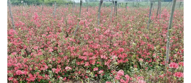 农发行黔西市支行投放400万元助推花卉苗木产业发展