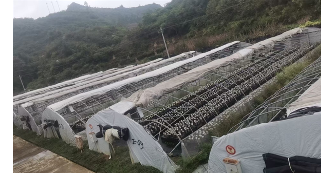 农发行纳雍县支行发放600万元助力地方特色产业发展壮大