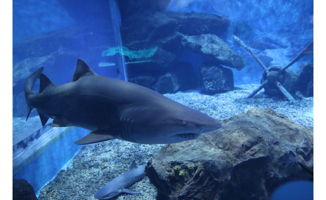重磅引进！多彩贵州城极地海洋世界迎来神秘“海洋霸主”——沙虎鲨锁定国庆C位！